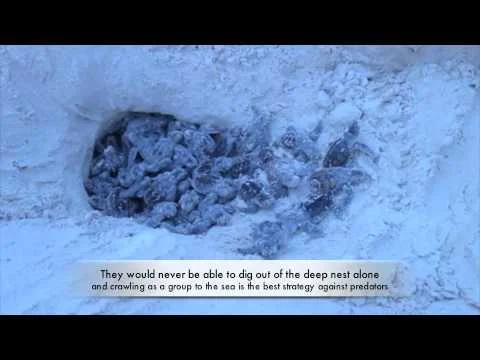 Like Diving Bonaire? Like Sea Turtles? Like Google Earth? Great!