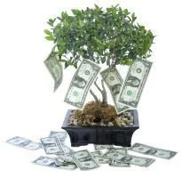 A money tree